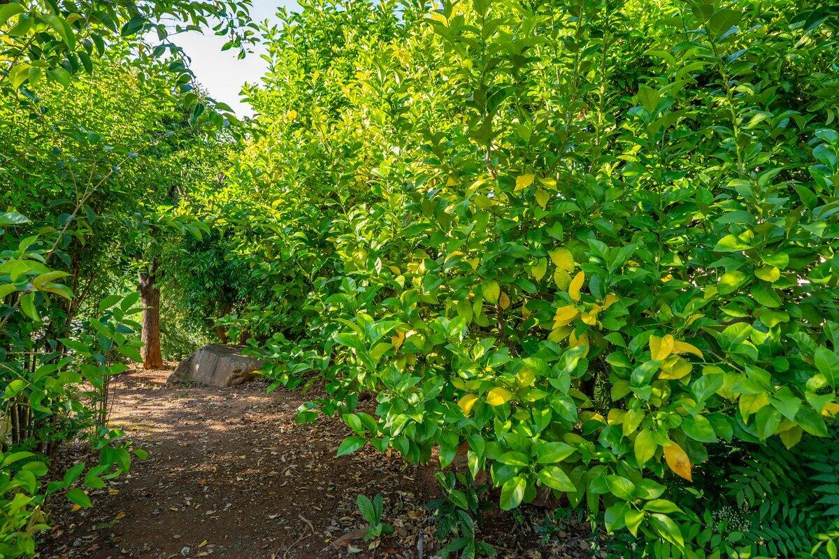 3197 Pinot Path Redding, CA 96001 - Photo 58 of 64 3197 Pinot Path - E-35 - Lemon Trees