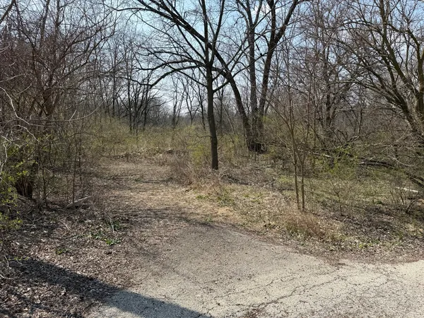 a view of a forest with trees in the background