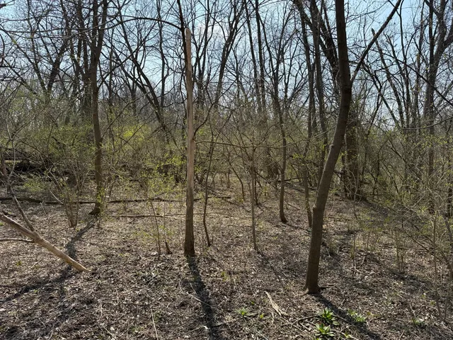 a view of a yard with large trees