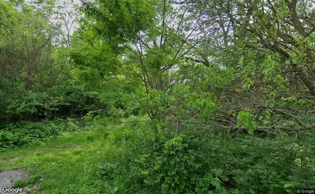 a view of a lush green forest