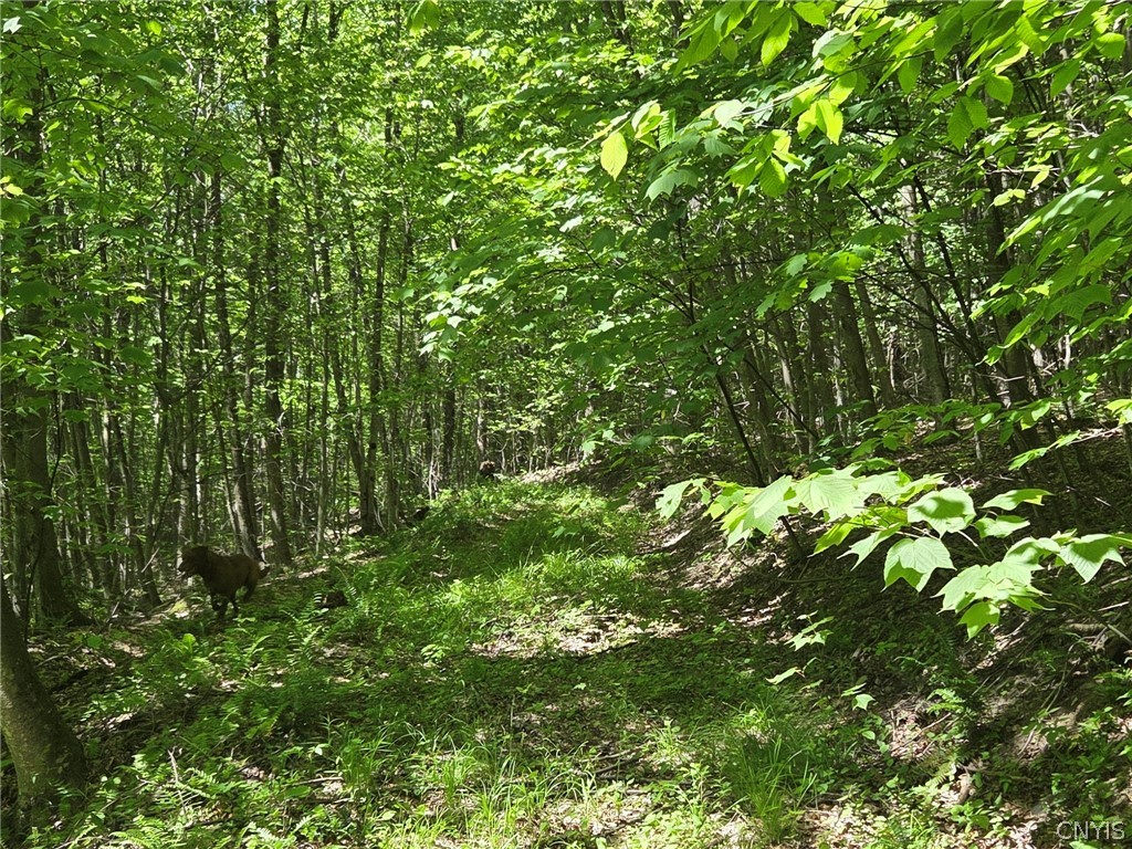 446 Nys Route Cuba, NY 14727 - Photo 47 of 47