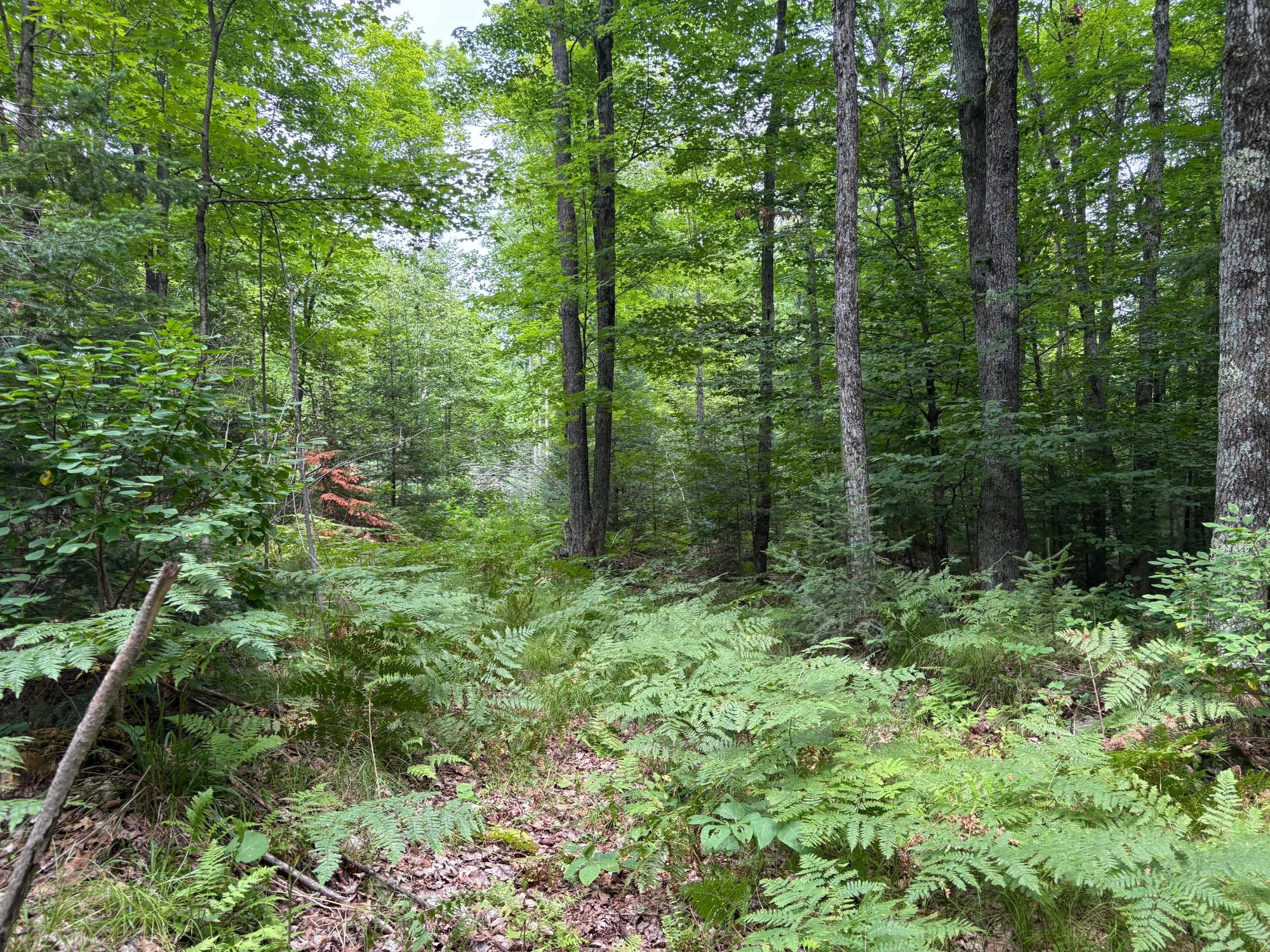 30-acres East Oneida Lane Rhinelander, WI 54501 - Photo 14 of 21 Gallery Image 14