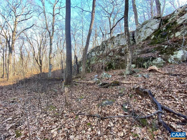 a view of a yard with plants and trees