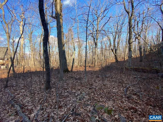 a view of backyard with large trees