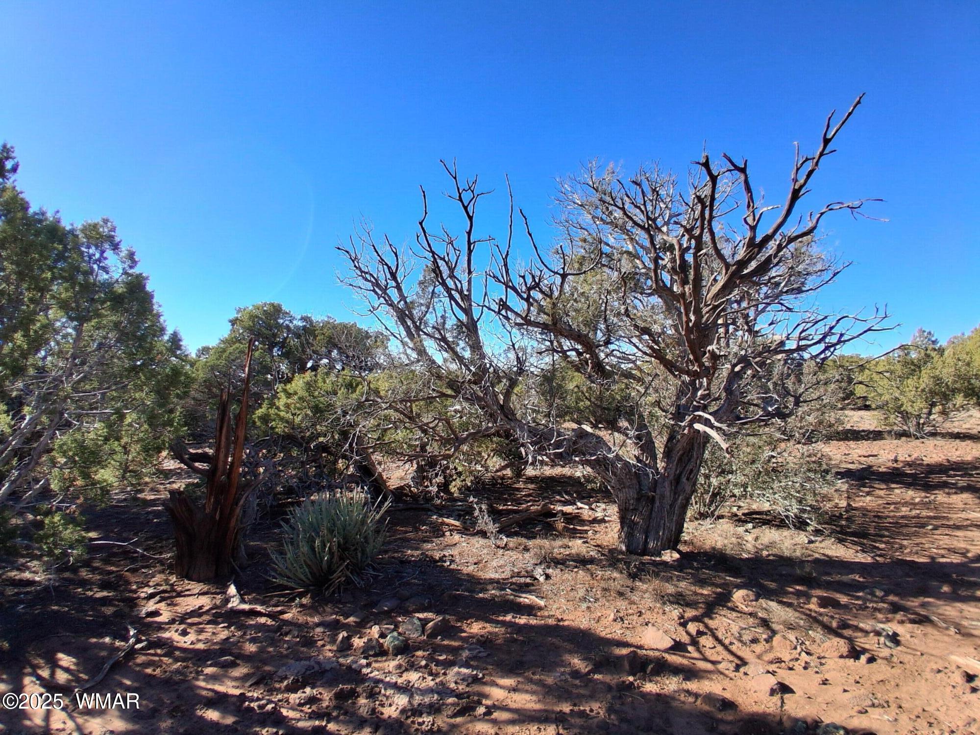 3 North 8716th Concho, AZ 85924 - Photo 6 of 11 a view of a tree in a yard