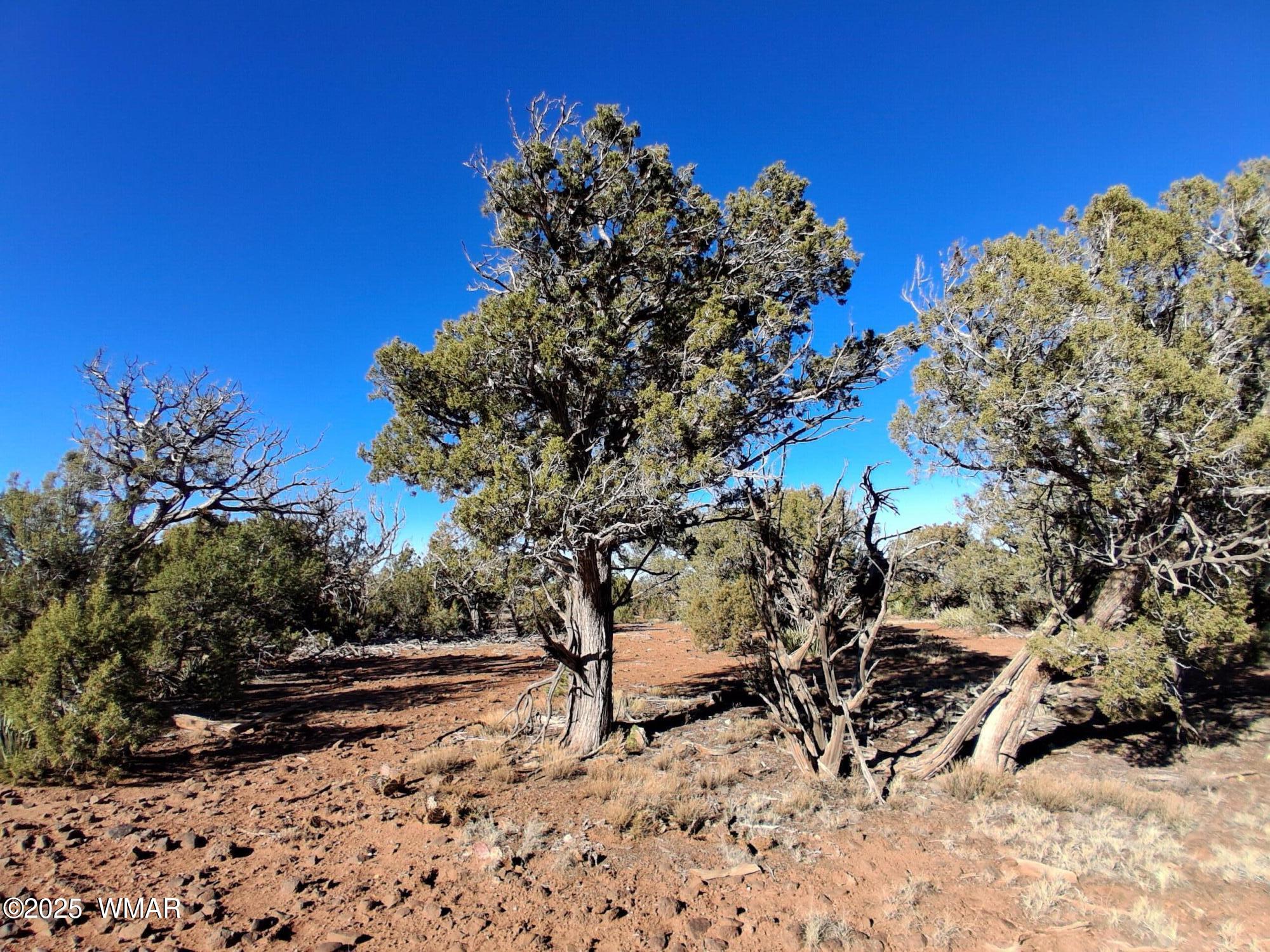 3 North 8716th Concho, AZ 85924 - Photo 8 of 11 a view of a tree with a yard