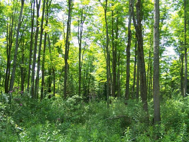 Lot 99 Rustic Road Presque Isle, WI 54557 - Photo 5 of 8 Gallery Image 5