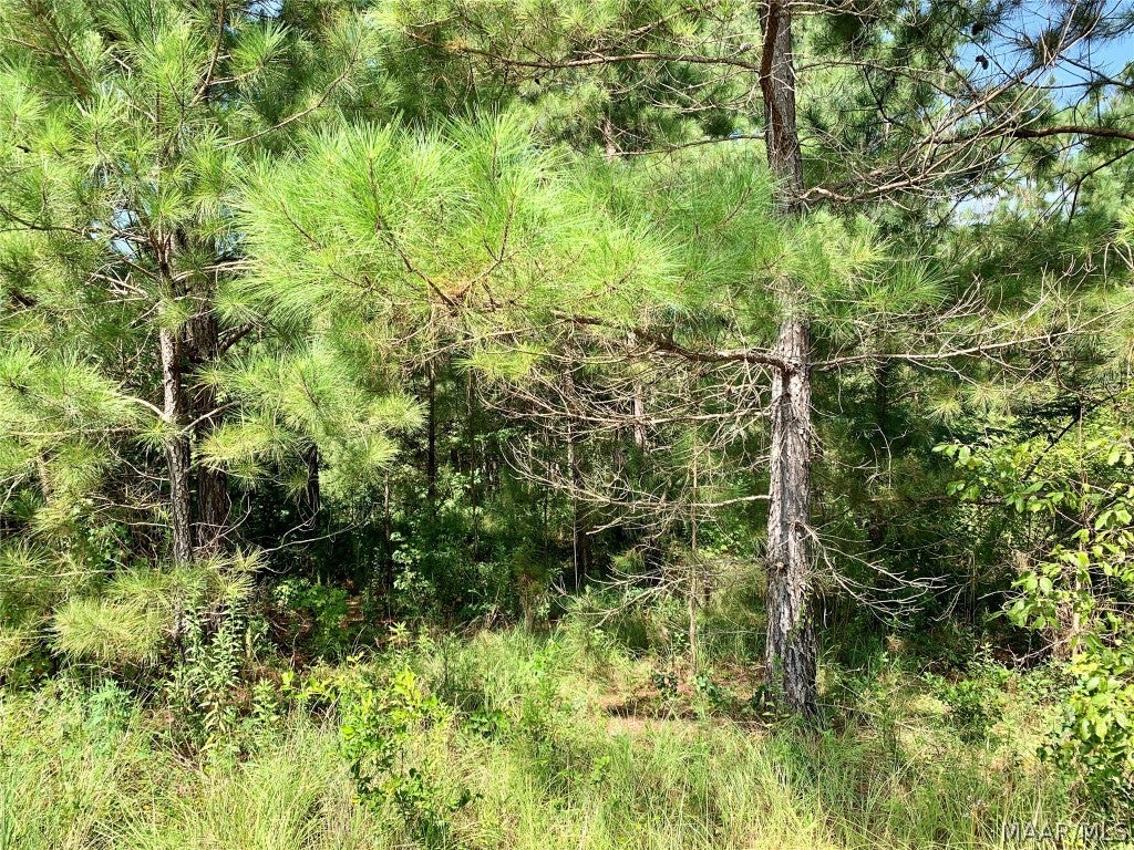 25-acres Coe Road Hartford, AL 36344 - Photo 9 of 13 Gallery Image 9