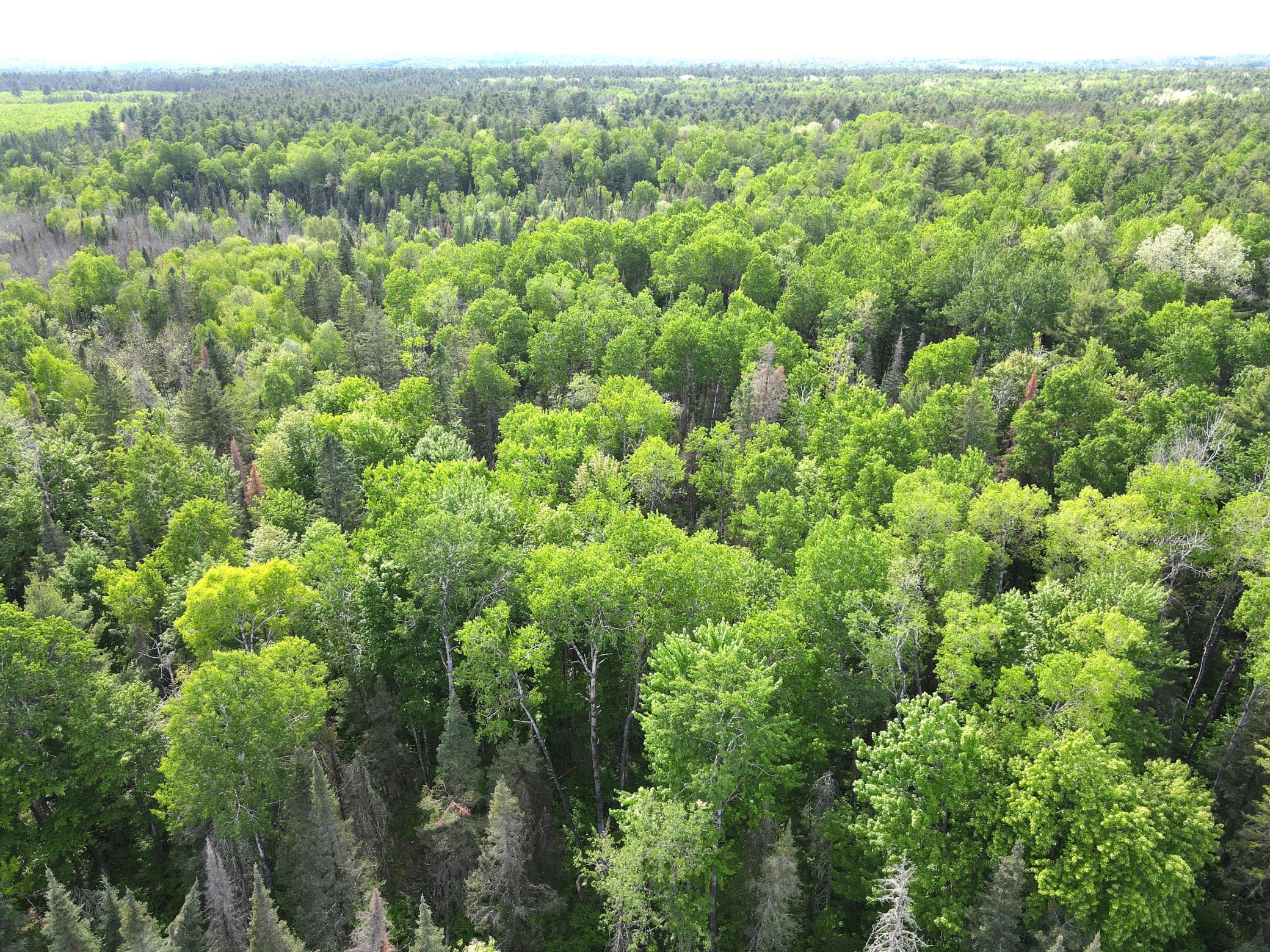 Lot 1 Smith Road North Couderay, WI 54828 - Photo 11 of 29