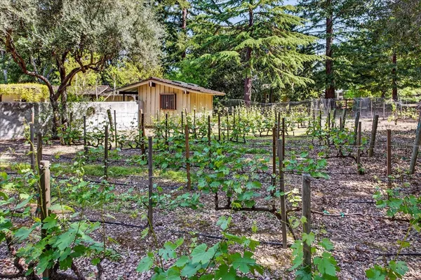 a view of a yard with tree s