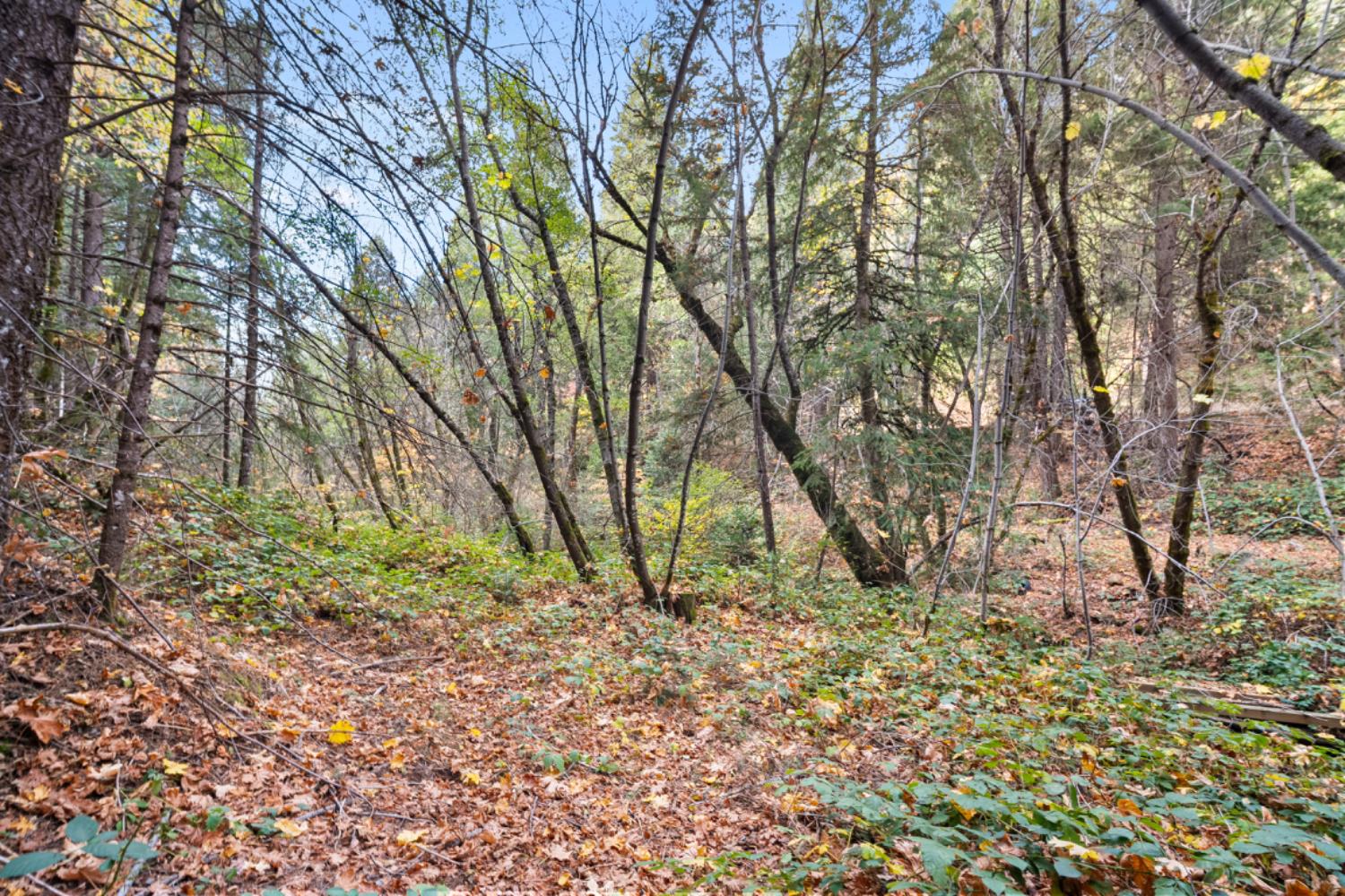 0 Starkes Grade Road Pollock Pines, CA 95726 - Photo 19 of 23