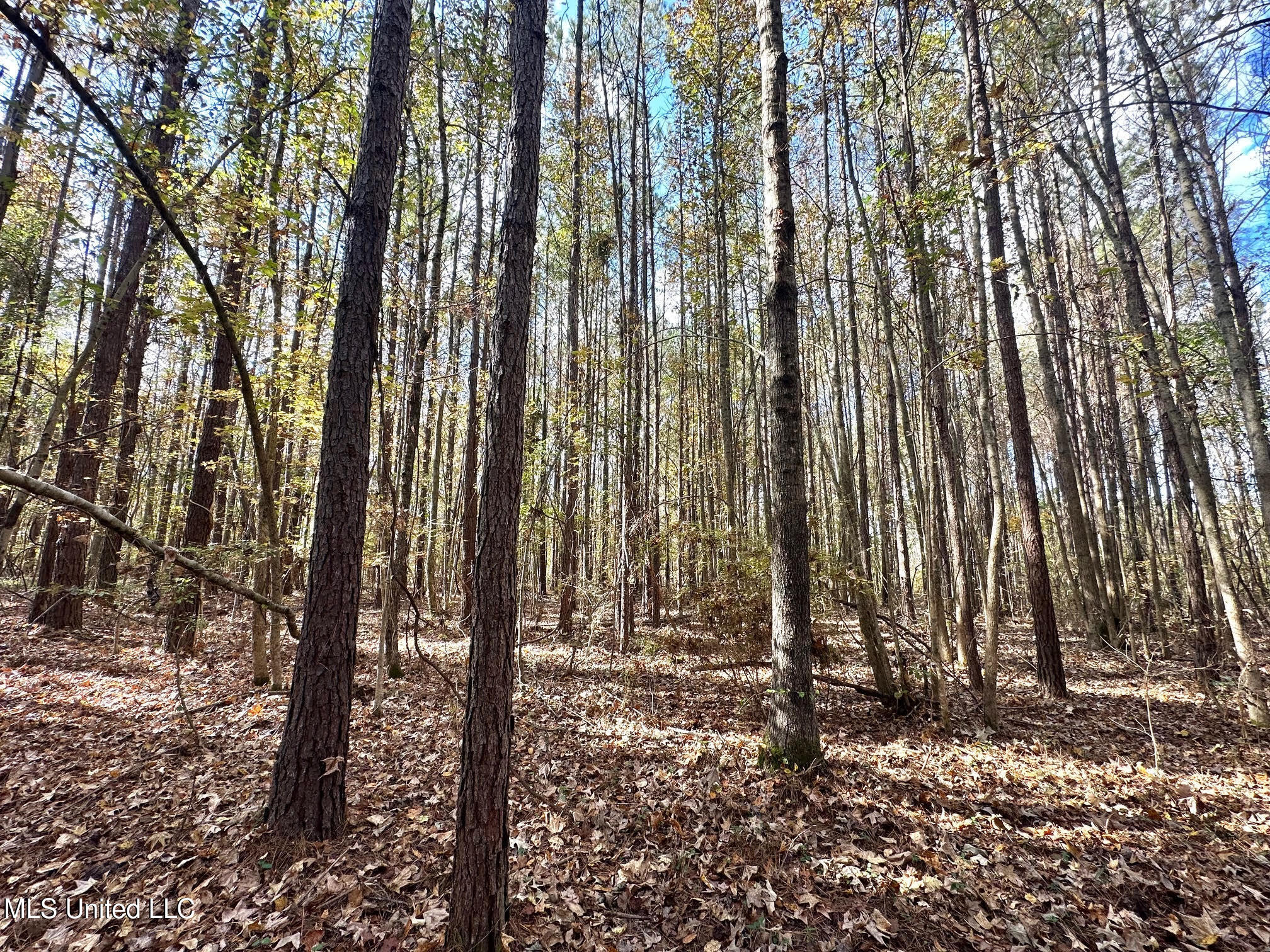 1 Truitt Road Pickens, MS 39146 - Photo 13 of 35 12