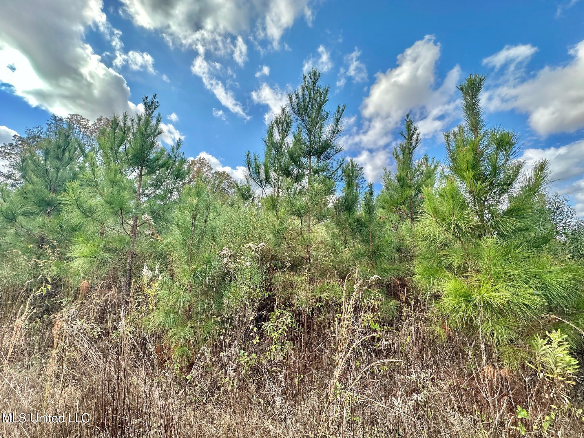 1 Truitt Road Pickens, MS 39146 - Photo 16 of 35 15
