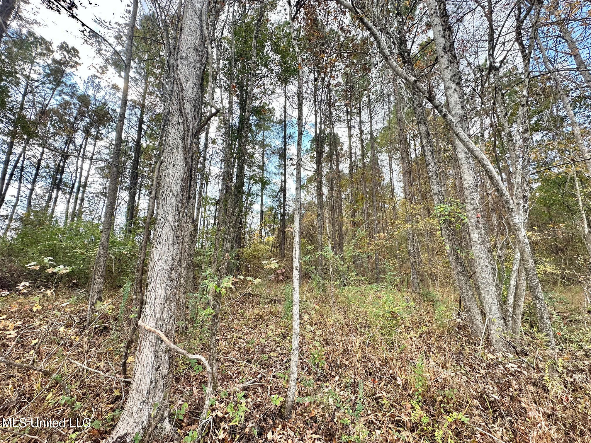 1 Truitt Road Pickens, MS 39146 - Photo 5 of 35 4