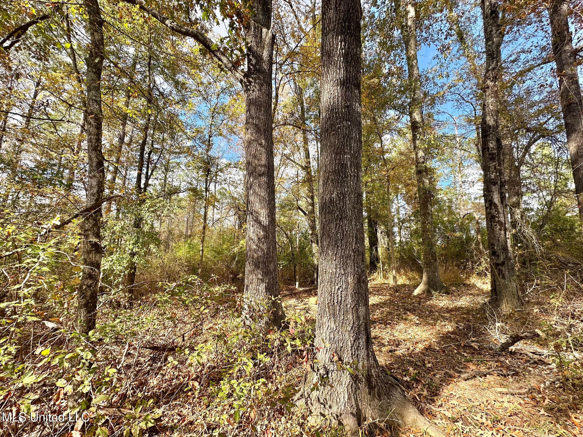 1 Truitt Road Pickens, MS 39146 - Photo 7 of 35 6