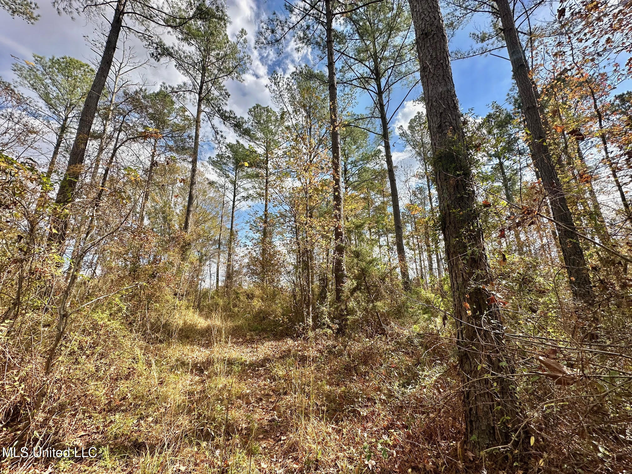1 Truitt Road Pickens, MS 39146 - Photo 8 of 35 7