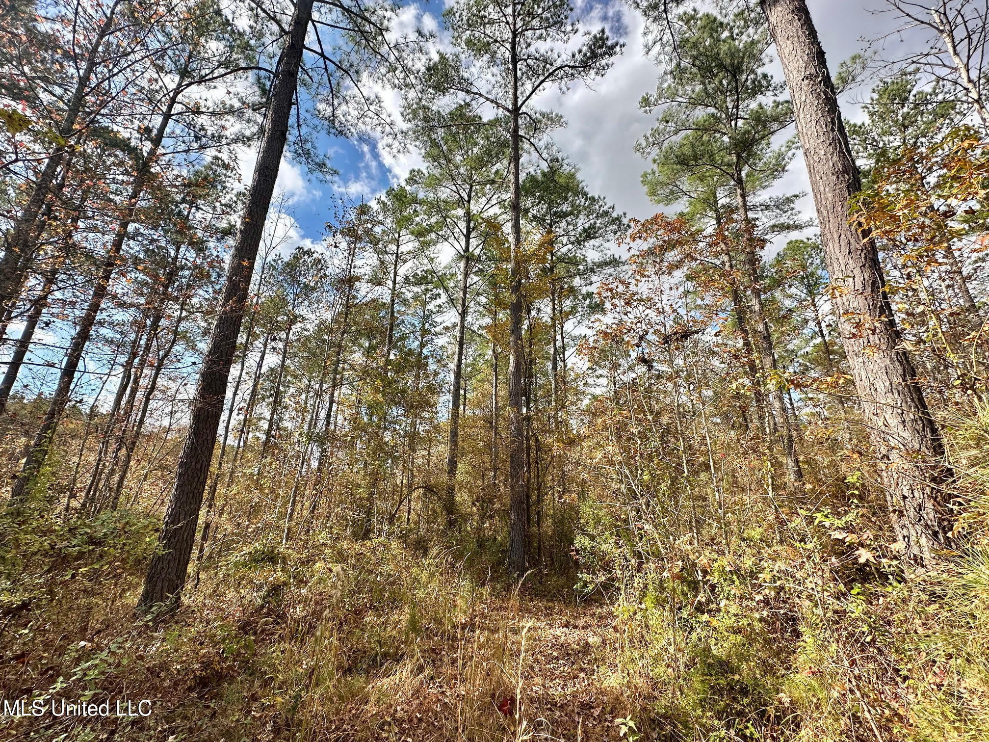 1 Truitt Road Pickens, MS 39146 - Photo 9 of 35 8