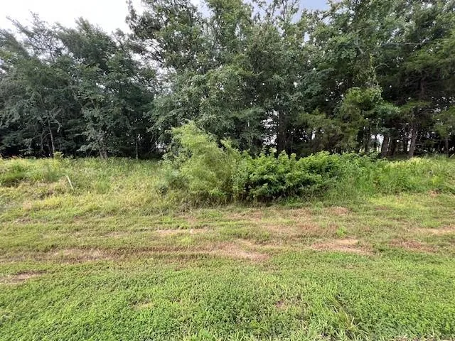 a view of a yard with plants and trees