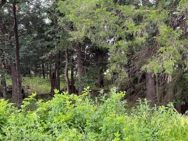 a view of a garden with trees