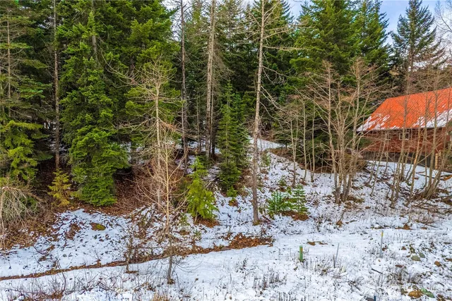 a view of a yard with plants and large trees