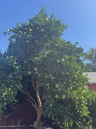 a view of a tree