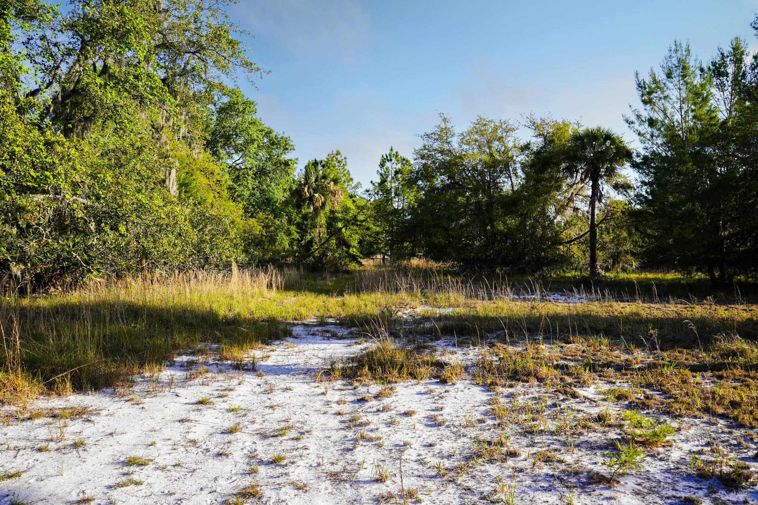 356 Drayton Island Road Georgetown, FL 32139 - Photo 31 of 41 a view of lake with green space