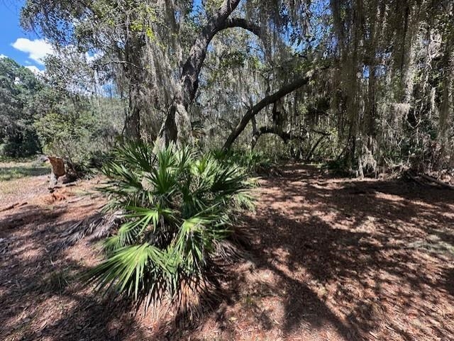 356 Drayton Island Road Georgetown, FL 32139 - Photo 38 of 41 a backyard of a house with lots of green space