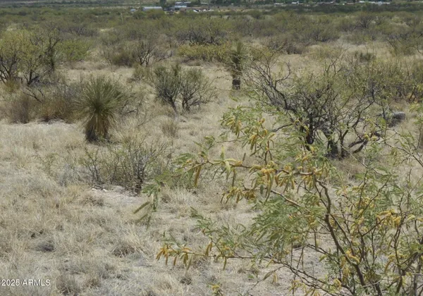 a view of a dry yard with green space and fog