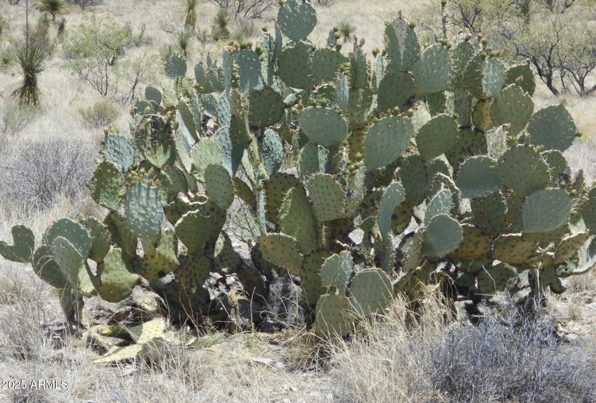 Tbd East Little Wing Road, Unit 6 Dragoon, AZ 85609 - Photo 5 of 10 a view of a tree