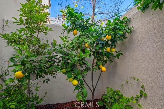 165 Frame Irvine, CA 92618 - Photo 14 of 37 a plant that is in a garden