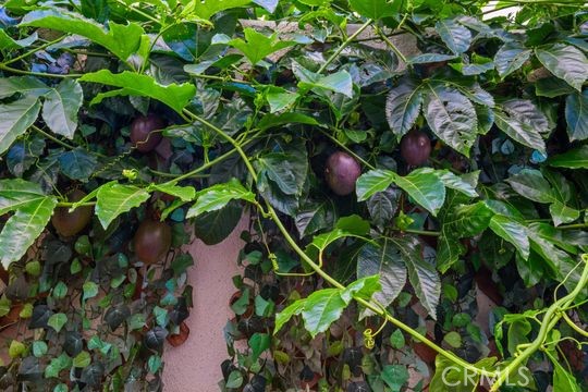165 Frame Irvine, CA 92618 - Photo 15 of 37 a plant with a plant