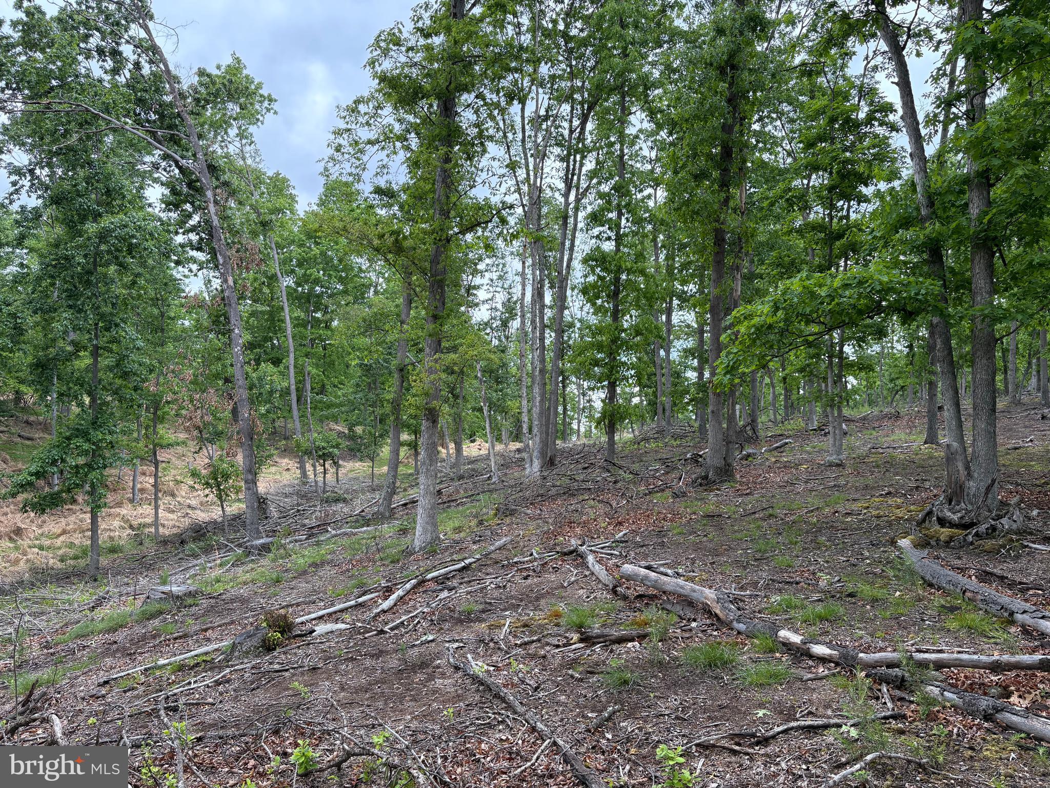40.15-ac Middle Ridge Road Burlington, WV 26710 - Photo 18 of 47