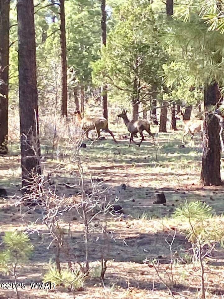 3350 West Rim Road, Unit 2 Lakeside, AZ 85929 - Photo 11 of 11 186534352_1179180922524191_7485210549321