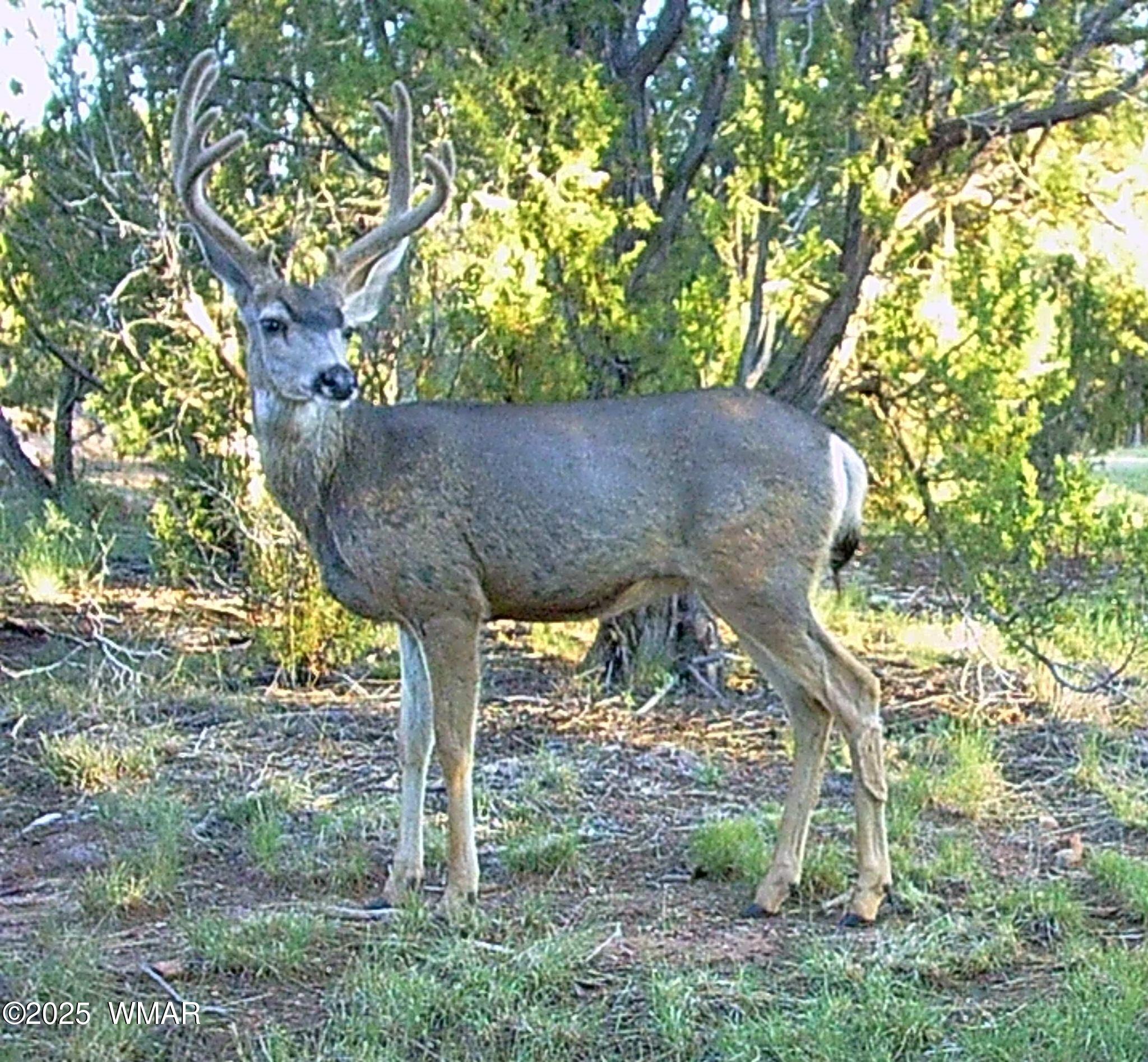 3350 West Rim Road, Unit 2 Lakeside, AZ 85929 - Photo 6 of 11 Wildlife