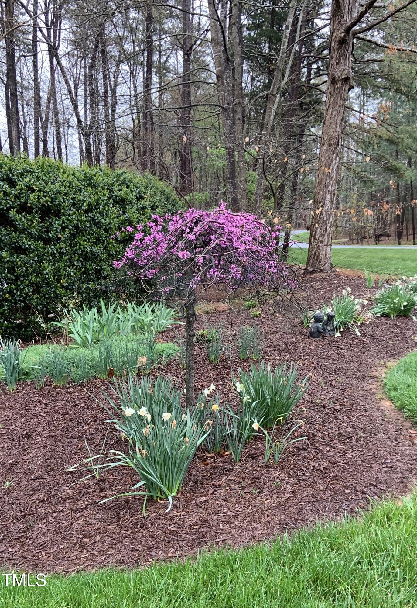 816 Oxgate Circle Raleigh, NC 27615 - Photo 39 of 40 Front yard in Spring