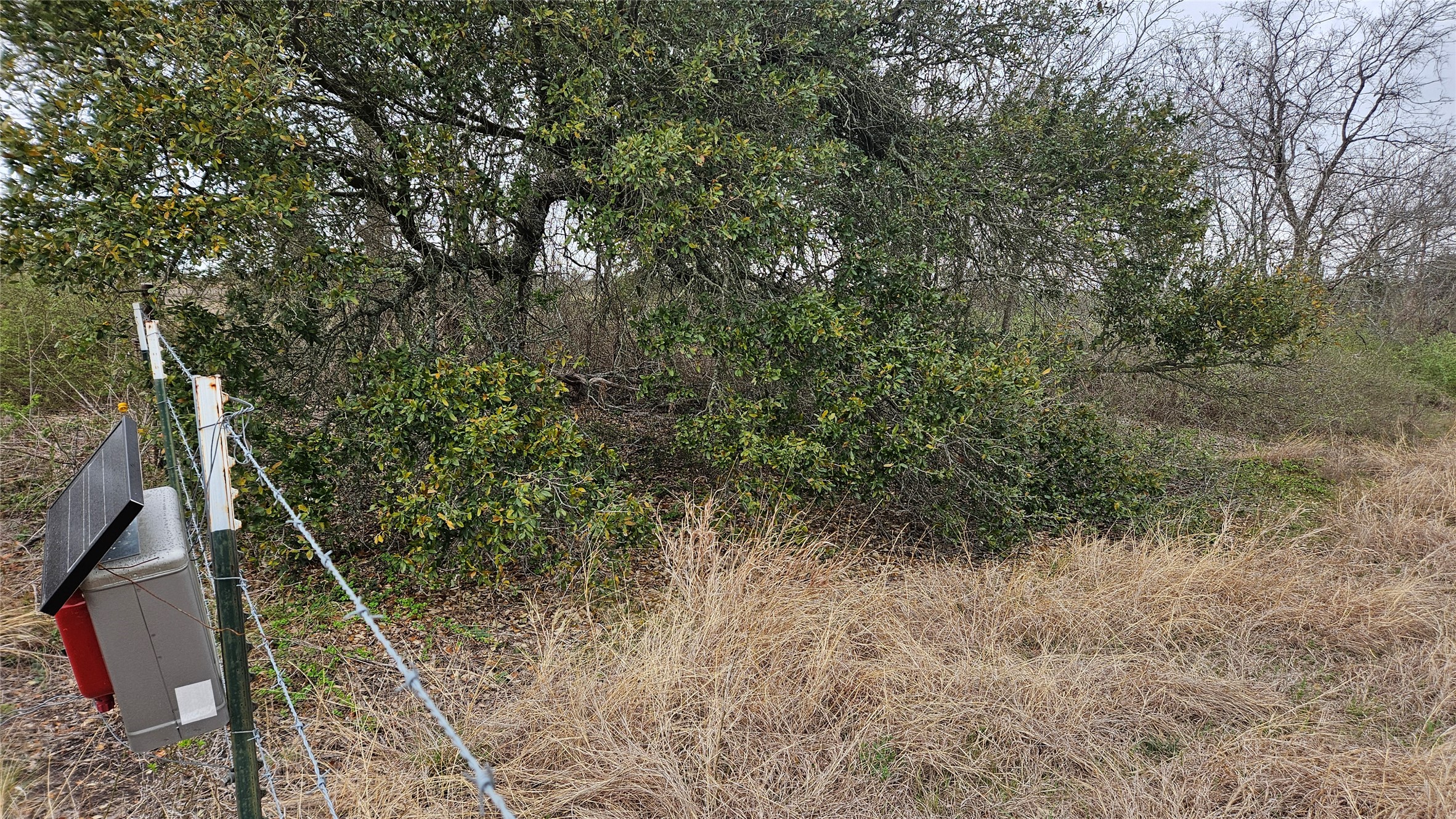 0 C R 316 Georgetown, TX 78626 - Photo 22 of 39 a view of a yard with a tree