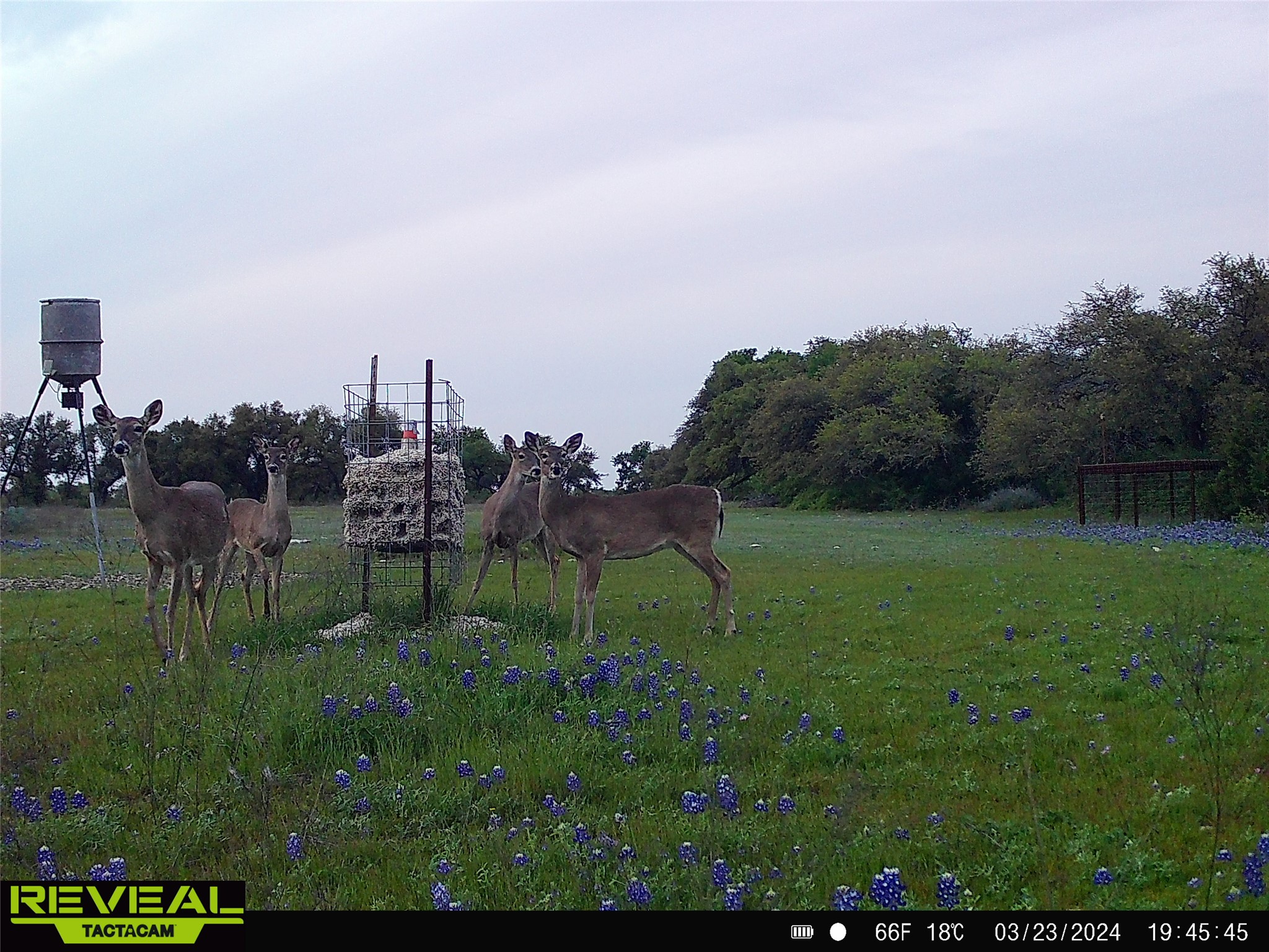0 C R 316 Georgetown, TX 78626 - Photo 37 of 39 a view of a garden with a bench in front of it