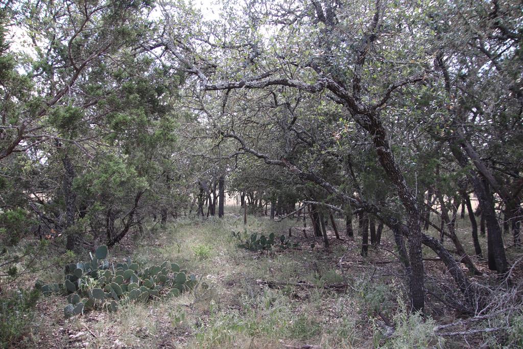 601 Other Rocksprings, TX 78880 - Photo 7 of 9 a view of a forest with trees in the background