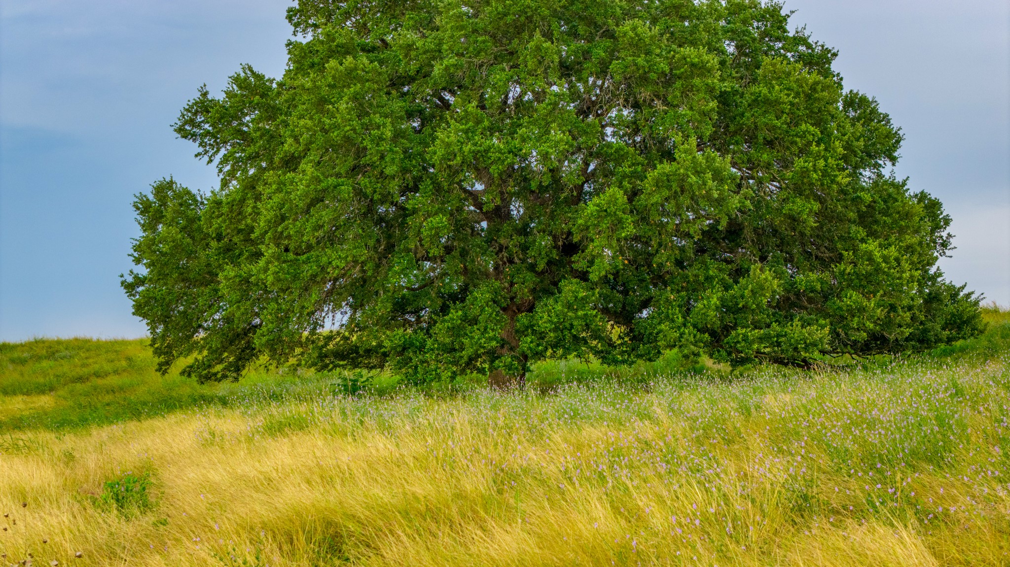 7101 Boehnemann Road Brenham, TX 77833 - Photo 38 of 47