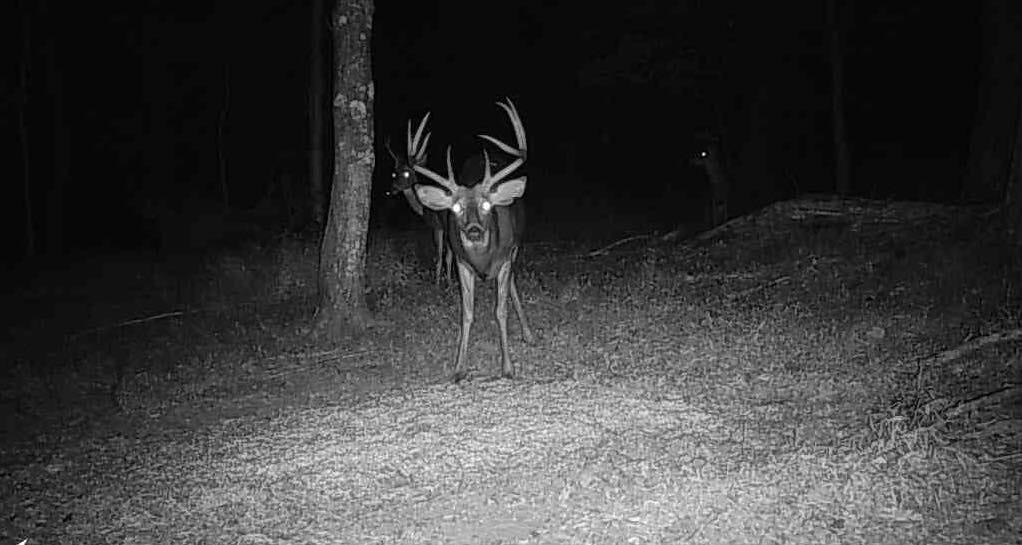 700 Clay Camp Road Hitchins, KY 41146 - Photo 89 of 108 Buck
