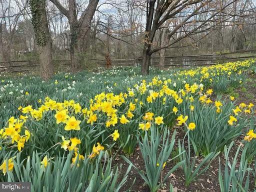 1921 Morningmist Drive Silver Spring, MD 20906 - Photo 33 of 38 Gorgeous daffodils in the spring