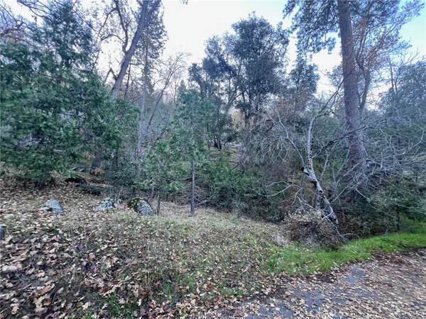 a view of a forest with trees in the background