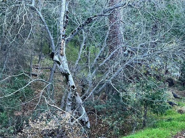 a view of a forest with trees in the background