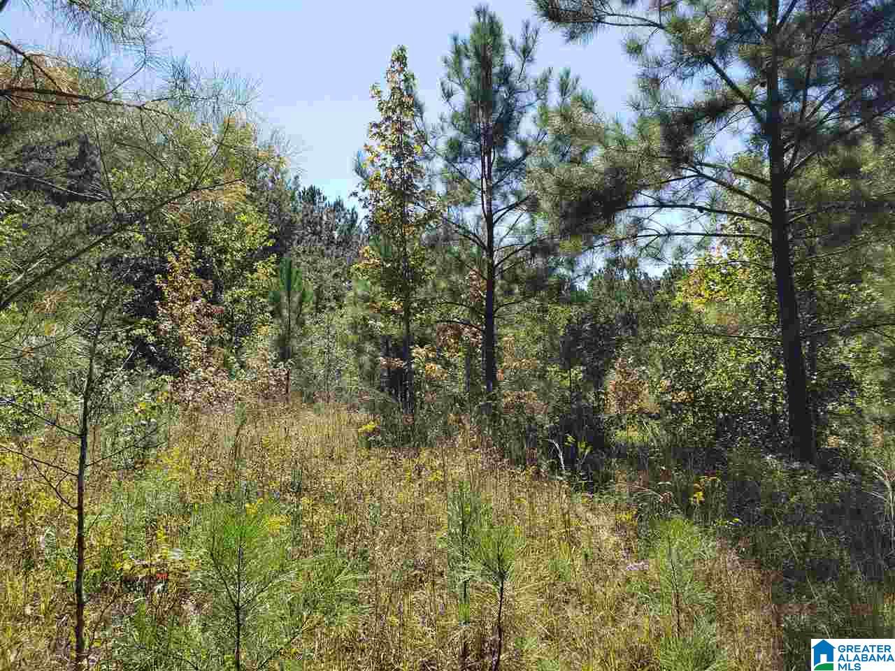Lot 9 Redman Hall Road, Unit 1 Oneonta, AL 35121 - Photo 10 of 10