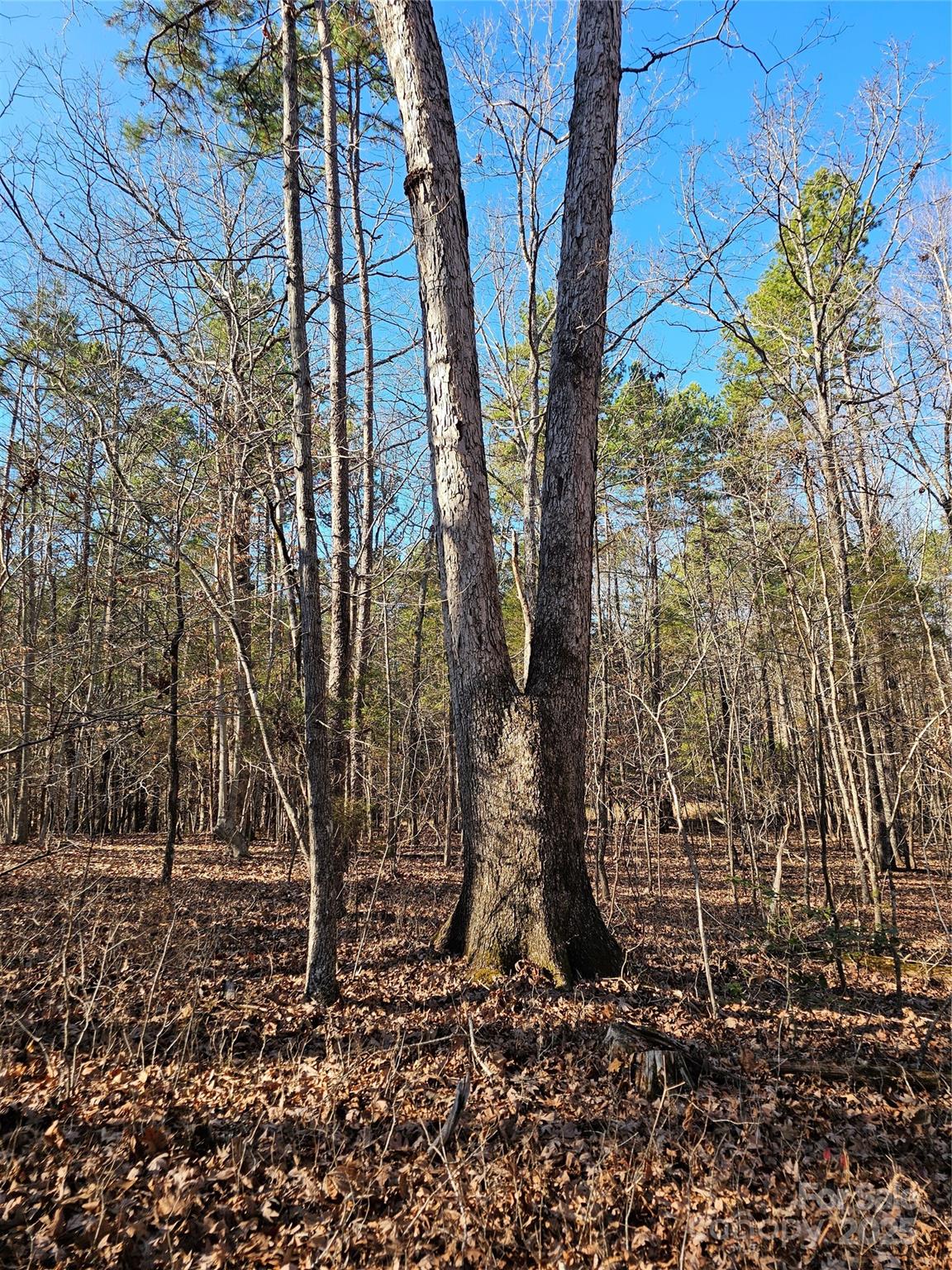 7000 John Furr Road Concord, NC 28025 - Photo 11 of 25 a backyard of a house with lots of green space