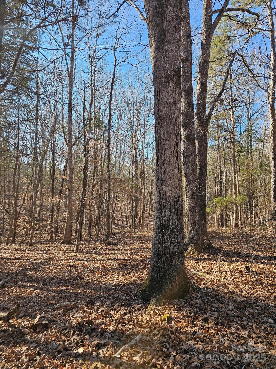 7000 John Furr Road Concord, NC 28025 - Photo 13 of 25 a view of outdoor space with trees