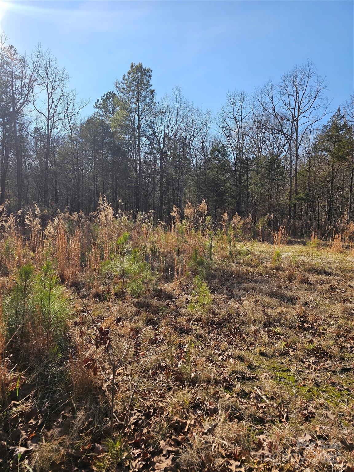7000 John Furr Road Concord, NC 28025 - Photo 17 of 25 a view of a yard with a tree