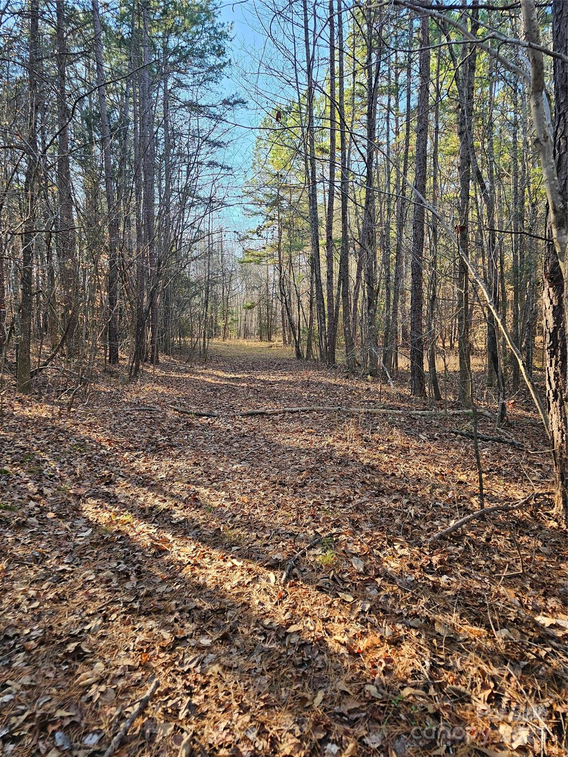 7000 John Furr Road Concord, NC 28025 - Photo 3 of 25 a view of a yard with large trees