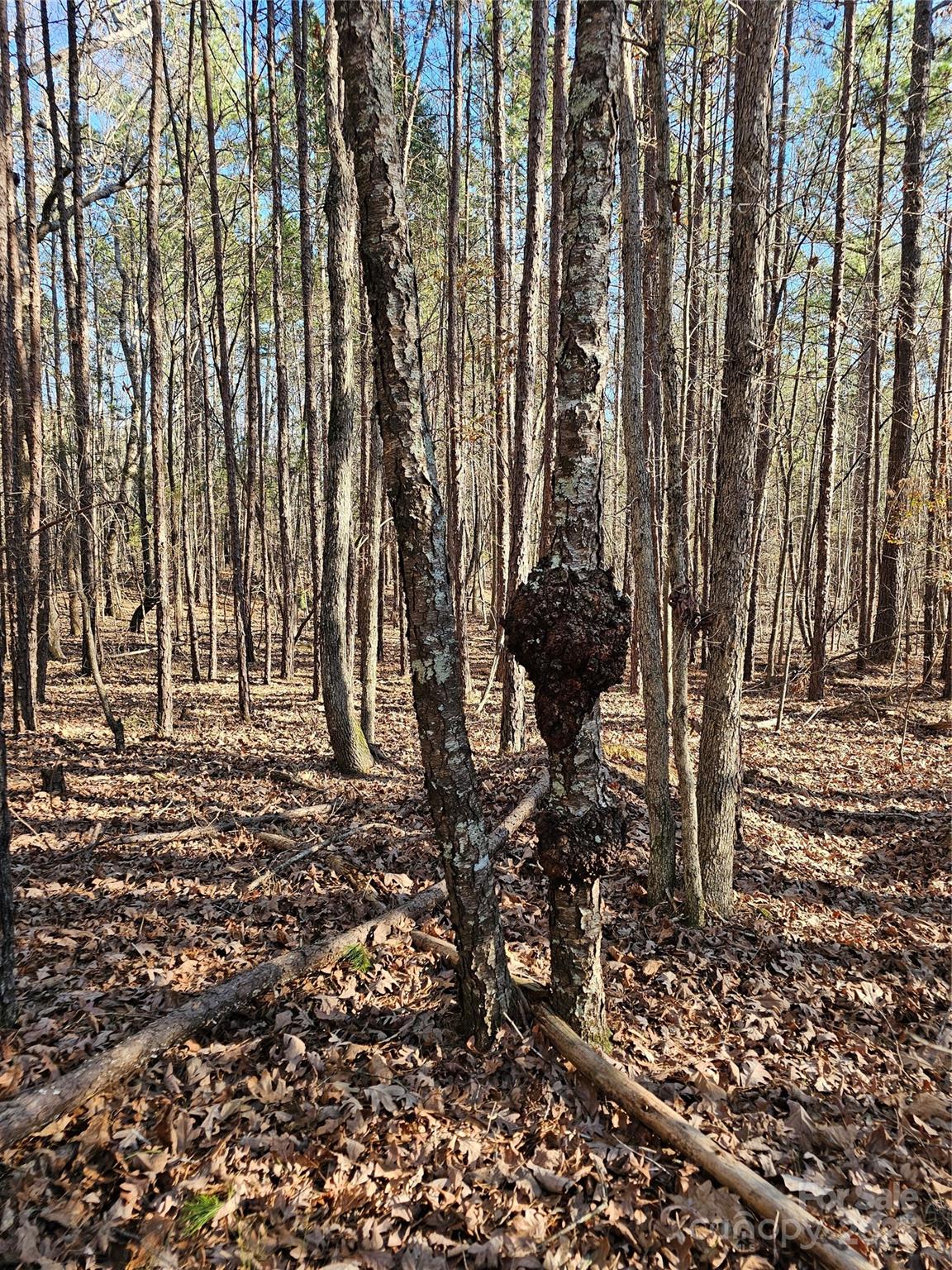 7000 John Furr Road Concord, NC 28025 - Photo 8 of 25 a backyard of a house with lots of green space