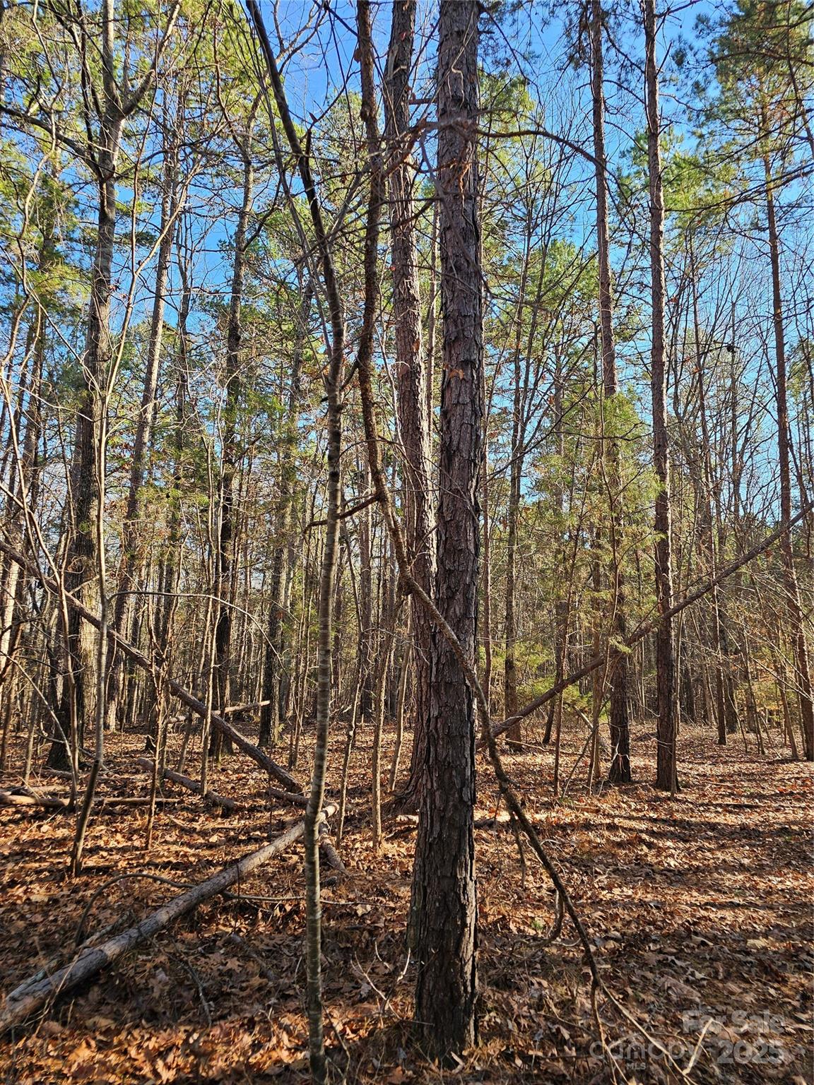 7000 John Furr Road Concord, NC 28025 - Photo 9 of 25 a picture of trees